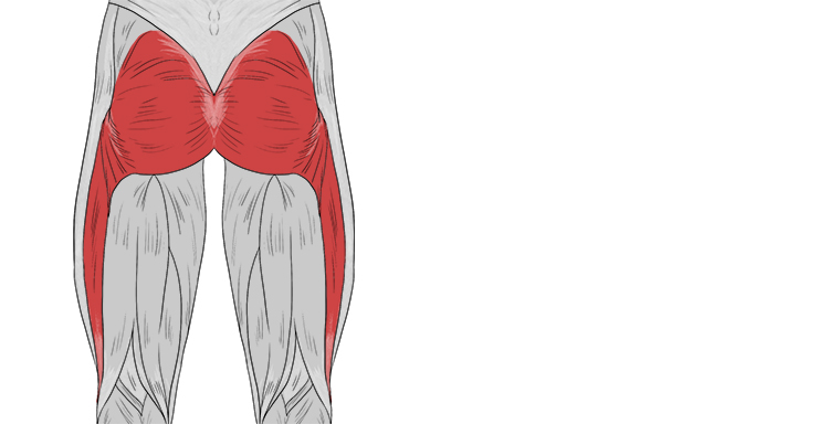 A group of muscles that form the buttocks